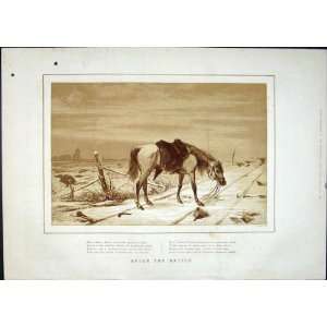  Afghan War Horse Steed Battle Old Print 1879