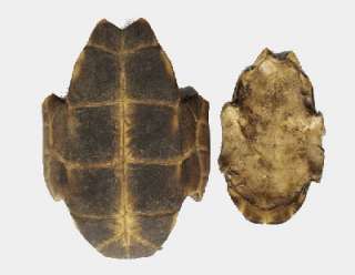 2pc fresh water turtle Shell /Plastrum testudinis Chinemys reevesii 