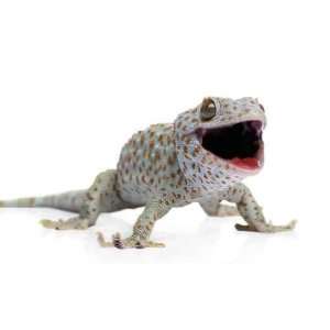  Tokay Gecko   Gekko Gecko in Front of a White Background 