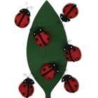 Martha Stewart Crafts   Ladybug Pom Pom Stickers #1519