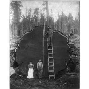  20ft saw blade,Gigantic Log,Camp Badger,Tulare Co,CA
