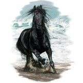   SHIRT   Black horse in ocean   warmblood friesian andalusian  