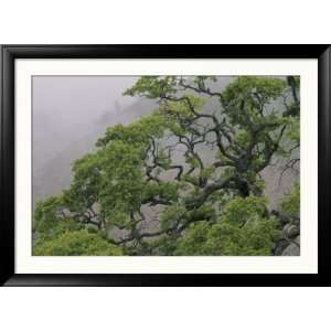  A Gnarled Oak Tree Stands in the Mist Framed Photographic 