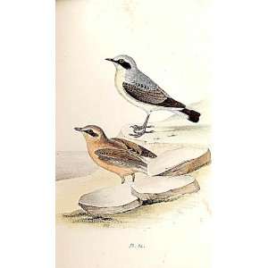  Wheat Ear Meyer H/C Birds 1842 50