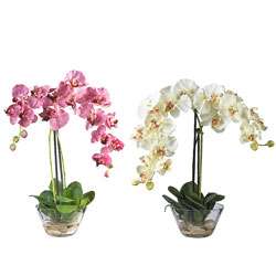 Phalaenopsis Silk Flower Arrangement with Glass Vase  