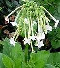   white shooting star seeds jasmine scented 