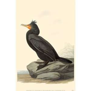  Double Crested Cormorant Poster