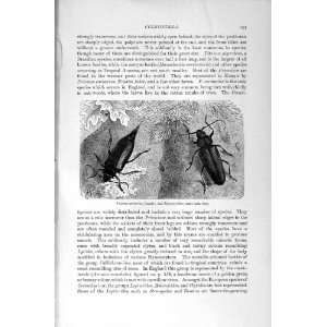    NATURAL HISTORY 1896 MUSK BEETLE INSECTS COLEOPTERA