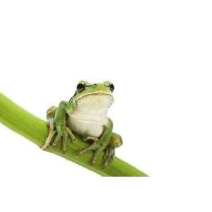  Green Tree Frog on Green Branch on White Background 