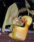 Coryanthes fieldingii (The Bucket Orchid) Species Orchid Plant 