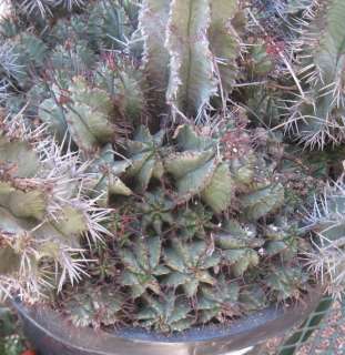 Euphorbia horrida Major Clumped Thick Blue Stems Long Red Spines 