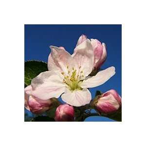 Apple Blossom Fragrance Oil Candle Soap 1oz