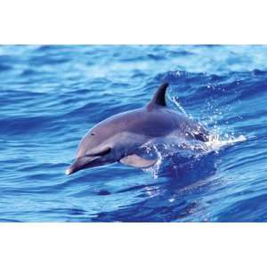  DOLPHIN SOLO OCEAN WAVE 24 X 36 POSTER #PP30298