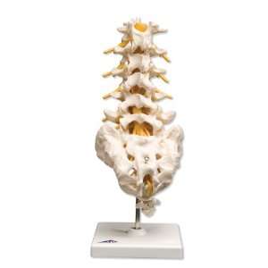 3B Scientific A74 Lumbar Spinal Column, 13.4 Height  