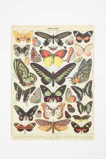UrbanOutfitters  Butterfly Specimen Poster