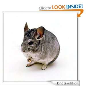   Guide To Chinchilla CareTop Secrets to Keeping Your Pet Healthy