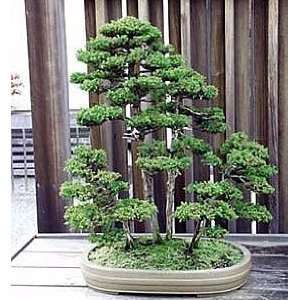 Giant Sequoia senpervirens California Redwood 15 Seeds   BONSAI  