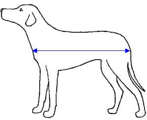 Measure your dog from the middle of the chest, around the side to the 
