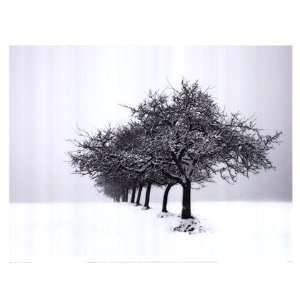  Winter Tree Line I by Ilona Wellmann 17x13