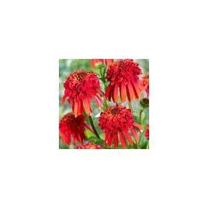  Echinacea x Hot Papaya PP#21,022 Plant Patio, Lawn 