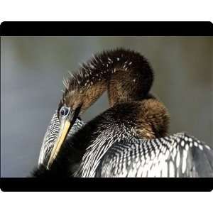    Anhinga in the Florida Everglades Mouse Mats