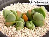 Gibbaeum petrense Seeds~Rare Succulent living stone~cactus~Lithops 