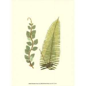 Woodland Ferns VI by E.J. Lowe 10x13 
