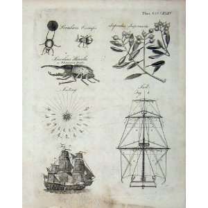   Britannica 1801 Plant Insect Ship Sailing