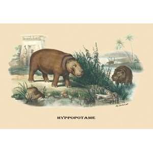 Hyppopotame (Hippopotamus)   12x18 Framed Print in Black Frame (17x23 