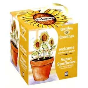  Sunflower Welcome Garden Greeting Seed Kit Everything 