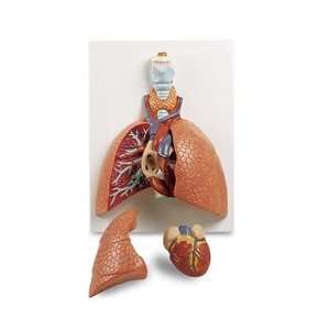  Life Size Lung Model (5 Part) 