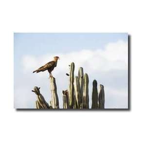  Caracara Bird On Cactus Curacao Island Netherlands 
