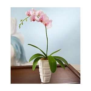  Flowers by 1800Flowers   Pink Blush Orchid