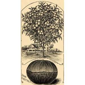  1895 Print Japan Giant Chesnut Tree Art J. L. Childs 