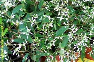 Zauberschnee, Euphorbia hypericifolia Diamond Frost, 3 Stck.  