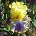   yellow falls purple edged brown fragrant bloom notes on the central
