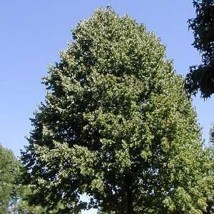 25 x Baumhasel, Haselnuss Baum (Corylus colurna) 50   80 cm  