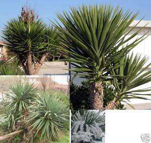 Tolle Yucca Palme mit imposantem Stammwinterhart  