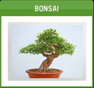 Bonsai Tree Seed Package D   12 species, 5 seeds each  
