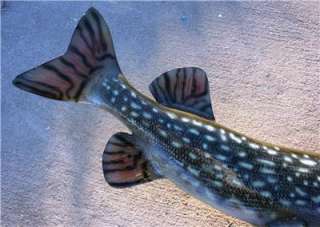 NEW XXL Northern Pike Fish Mount taxidermy Quality A+  