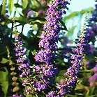 Medicinal Plants Seeds, Seeds items in Greenman Gardens Shop store on 