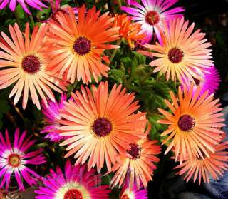   Livingstone Daisy, Ice Plant Apricot Shimmer 200 Seeds