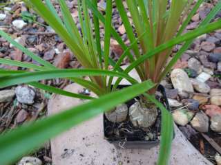 Live 4 Beaucarnea Recurvata Ponytail Palm Tree Seedling  