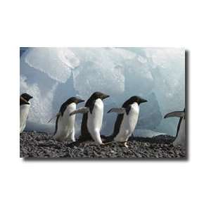Adelie Penguins Antarctic Peninsula Antarctica Giclee Print