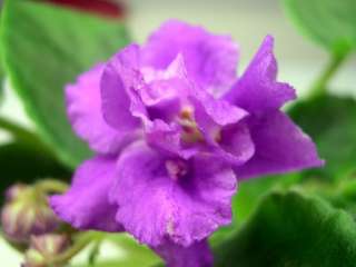 African violet PLUG starter plant SILVERGLADE CINDERS  