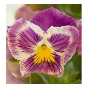  Winged Angel Pansy Flower Seed Pack Patio, Lawn & Garden