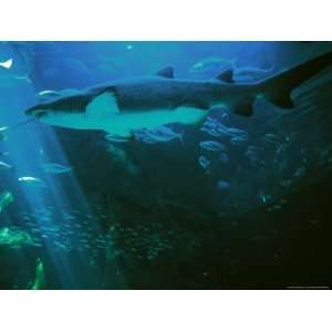  Shark Aquarium, South Africa, Cape Town Photographic 