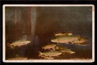 brook trout fish new york aquarium zoological society postcard  