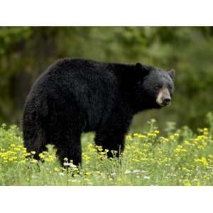 Black Bear (Ursus Americanus), Manning Provincial Park, British 