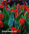 GIANT Scarlet Red CANNA Lily MEDIUM BULBS 4 pound LOT